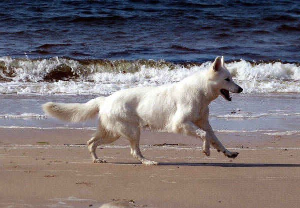 Weißer Schweizer Schäferhund Shamrock Shepherds' Donnerwetter