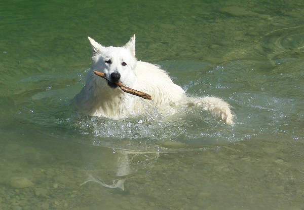 Weißer Schweizer Schäferhund Shamrock Shepherds' Donnerwetter