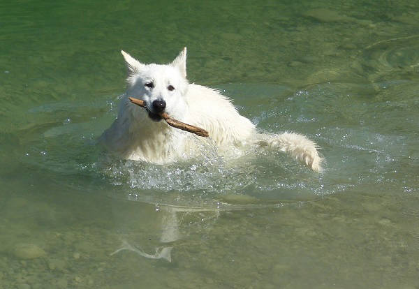 Weißer Schweizer Schäferhund Shamrock Shepherds' Donnerwetter